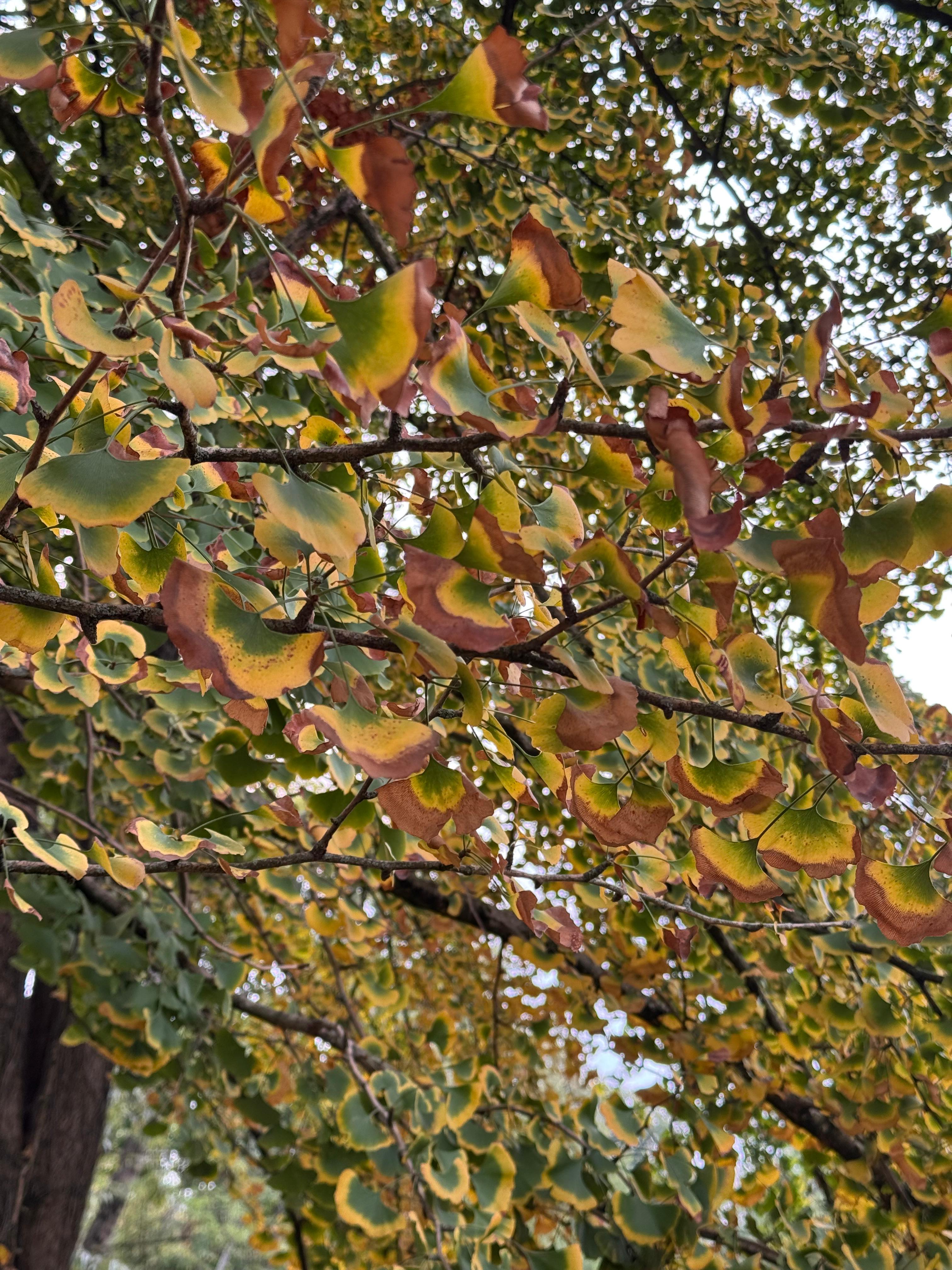 Ginkgo biloba nel giardino di Villa Rodrigo