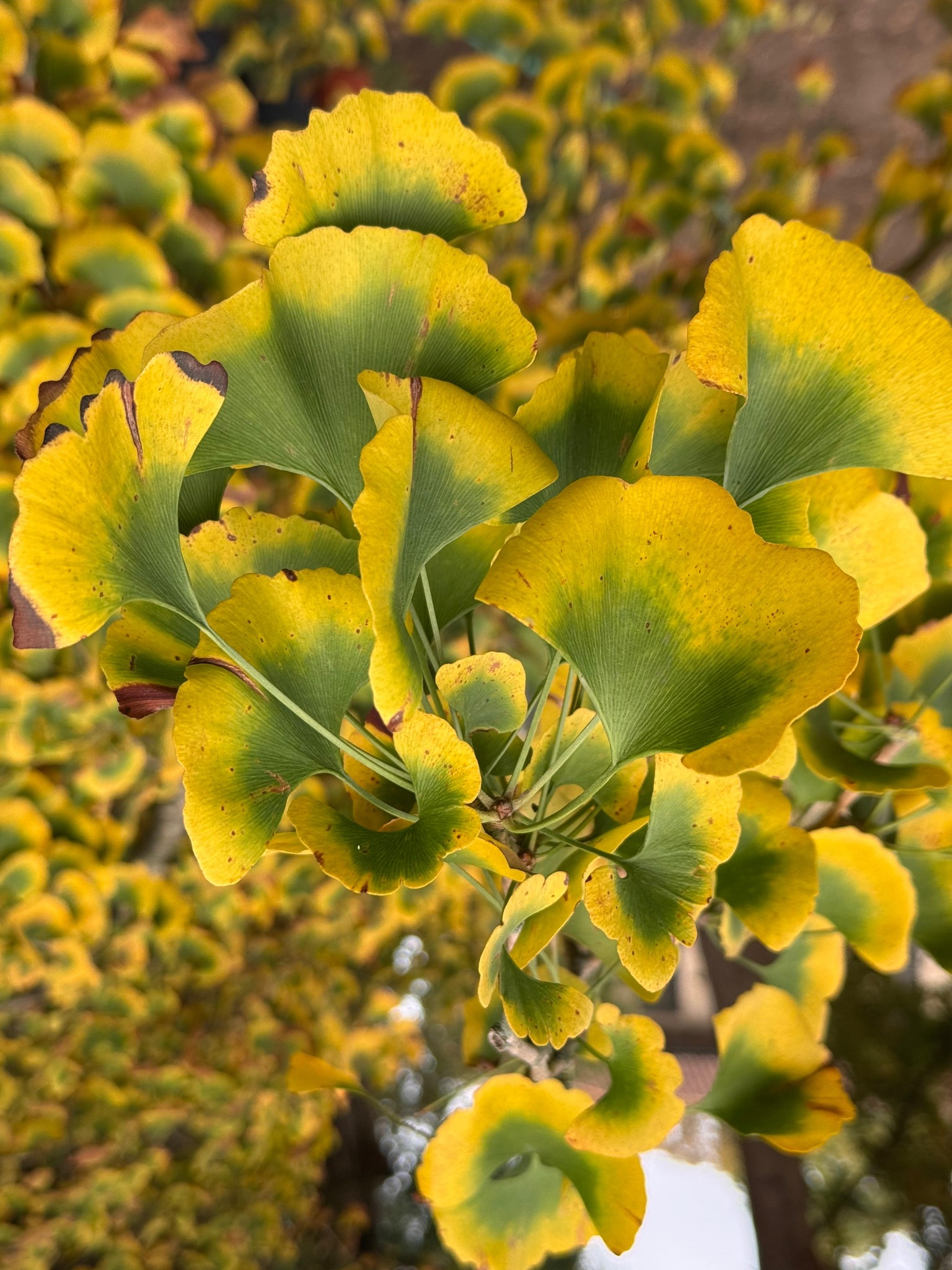 Foglie di Ginkgo biloba nel giardino